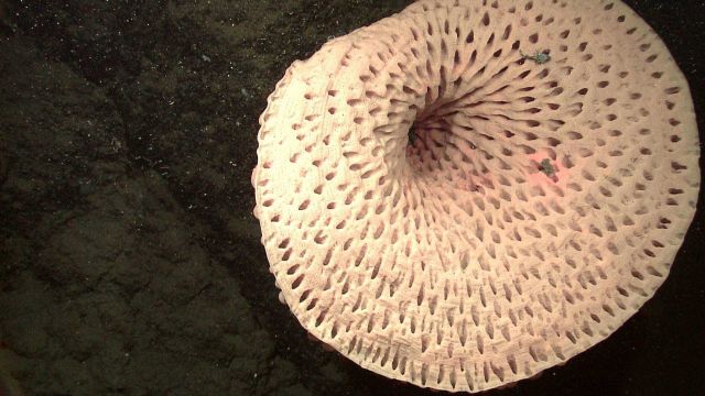 Large brown goiter sponge Picture