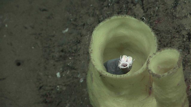 Whitish yellow vase sponge providing habitat for hagfish Picture