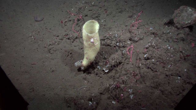 A yellow vase sponge with a crab crawling on it and a variety of life including holothurians, small corals, tube worms, squat lobsters, etc. Picture