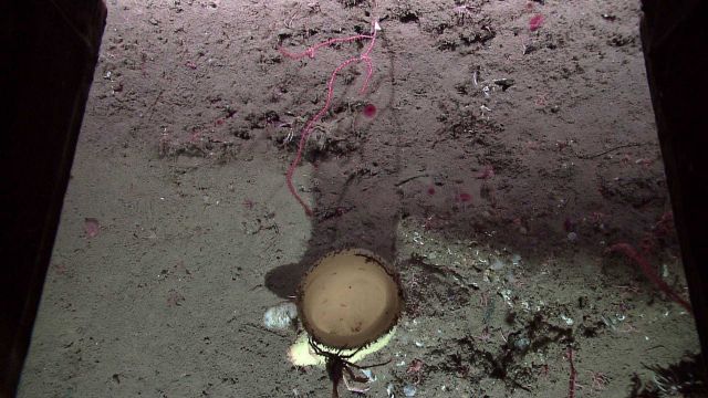 Looking straight down into the smooth interior of a yellow vase sponge with a small red coral. Picture
