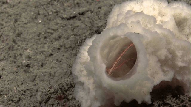 A large white sponge housing a brittle star Picture