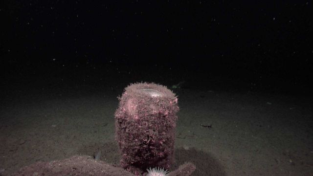 A white vase sponge providing habitat for hydroids and a large number of small pink starfish. Picture