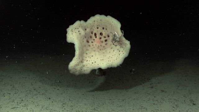 A white sponge with a crab using it for habitat. Picture