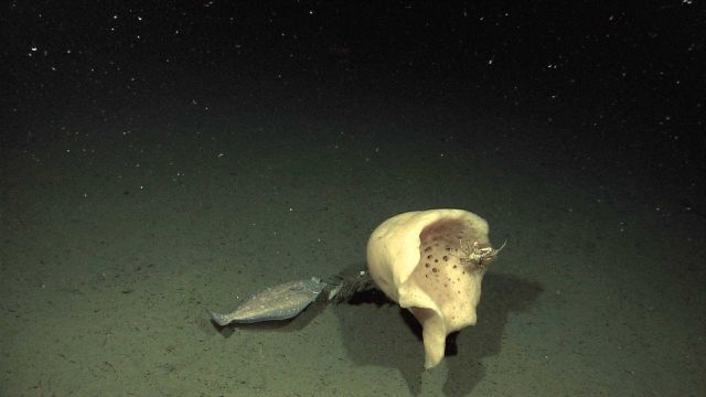A white sponge with crab and a flatfish at its base (possibly same sponge as image expl2866 from a different angle and view point). Picture