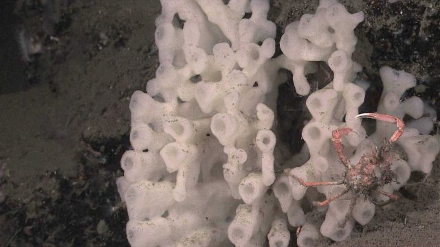 White knobby sponge with pink crab Picture