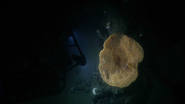 Looking down into large yellow goiter sponge with crab in interior. Picture