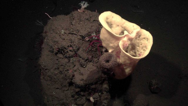 Large white vase sponges with shrimp in interior and legs of large crab visible at base. Picture