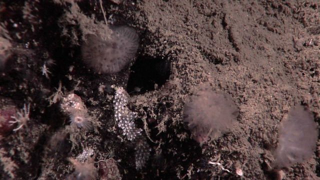 Small stalked translucent sponges and odd appearing grey and white holothurians? Some feather duster tube worms visible. Picture