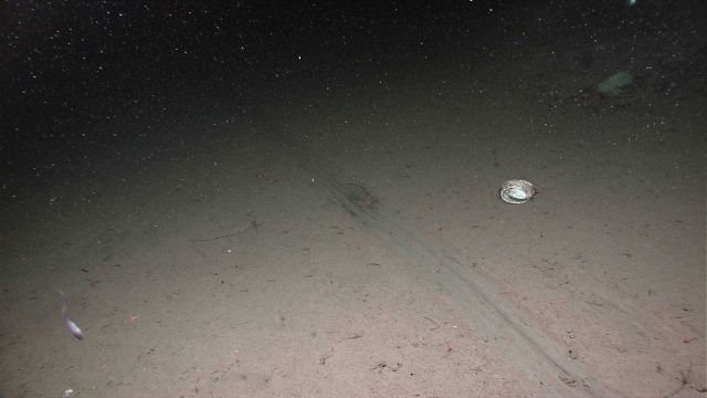 A large scrape mark on the seafloor. Picture