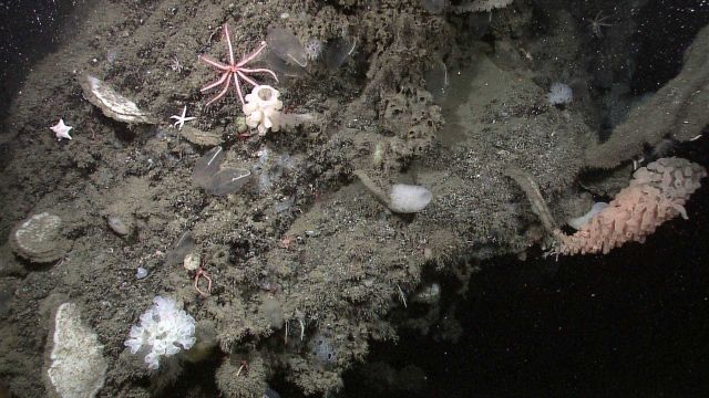 A variety of sponges, starfish, and unidentified translucent animals (with single white stripes in center of picture) Picture
