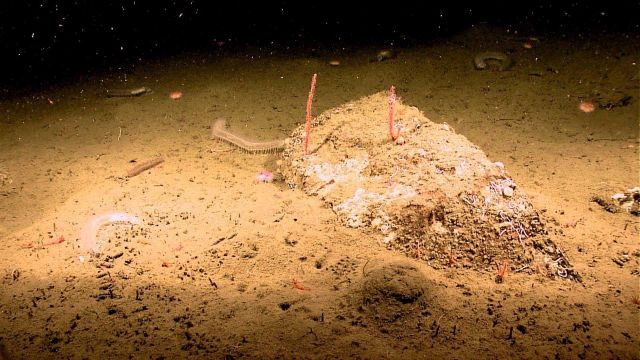 A small mound with red coral stalks, translucent holothurians, shrimp, and urchins all visible in the field of view. Picture