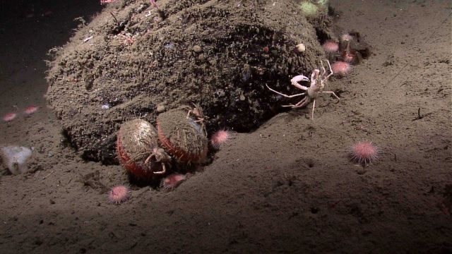 A mound with scallops, urchins, a crab, and other life forms. Picture