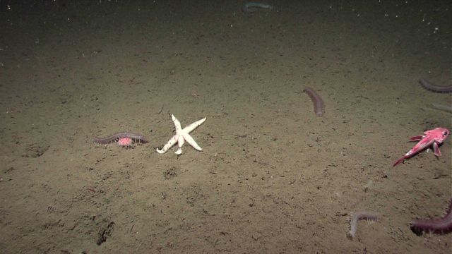 A white starfish, holothurians, an urchin and an orange fish on a mud bottom. Picture