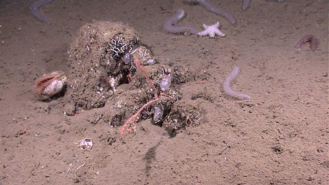 Mound with sea squirts (ascidians), small red corals, tube worms, a large scallop, translucent holothurians, and a white starfish. Picture