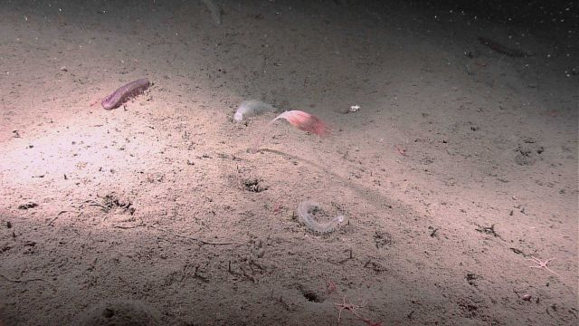 A cnidarian (soft coral?) bent over in a strong current Picture