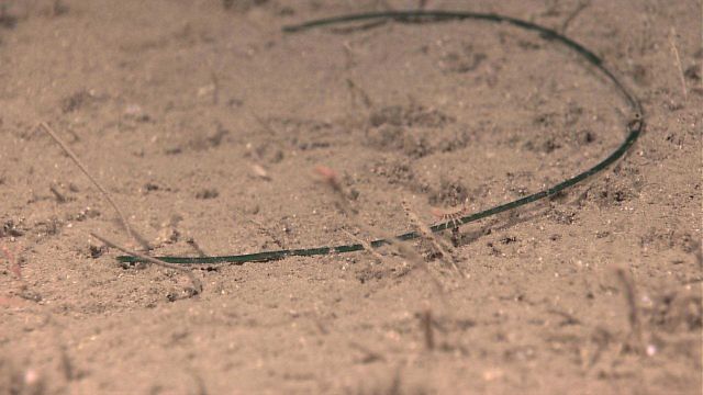 Marine debris - vegetable material or plastic strapping material? Picture