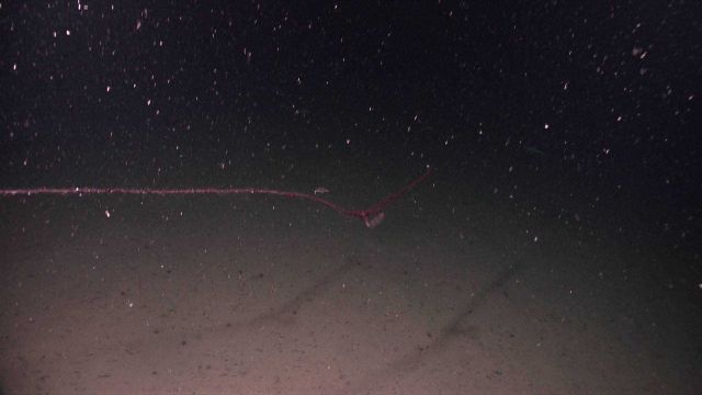 Long siphonophore Picture