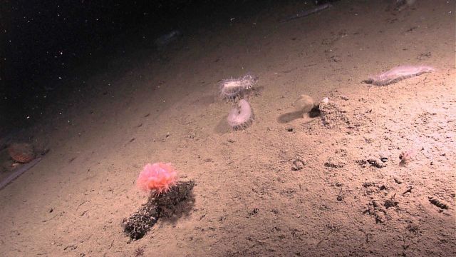 Mud substrate with a pink anthomastus coral and white holothurians Picture