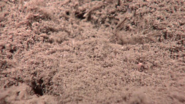 Siphonophore tentacles seen above a sand and mud bottom Picture