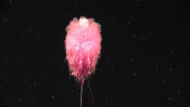 A beautiful siphonophore seen with tentacles extended. Picture