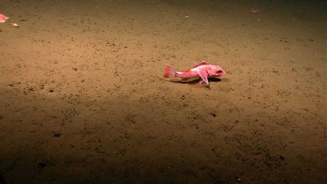 Shortspine thornyhead (Sebastolobus alascanus) Picture