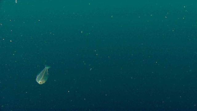 A flatfish cruising in the water column. Picture