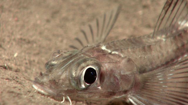 Blacktip poacher (Xeneretmus latifrons) Picture
