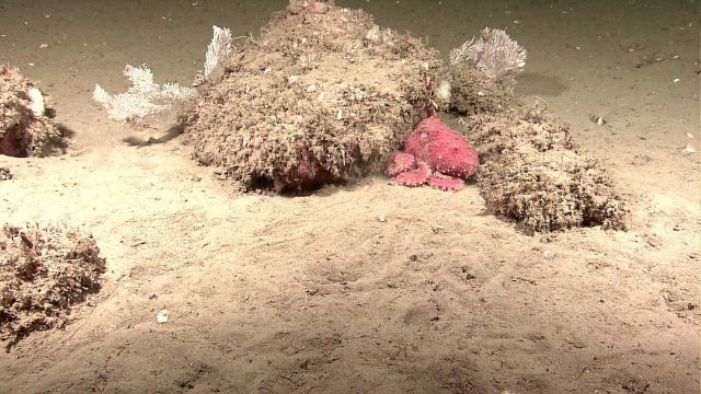 A red octopus laying next to a mound with white coral bushes. Picture