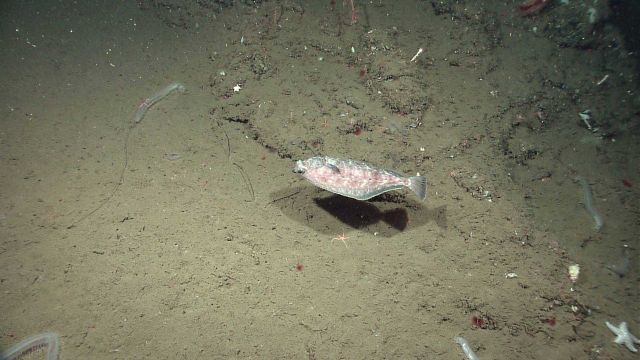 English sole hovering above the bottom with a few translucent holothurians. Picture