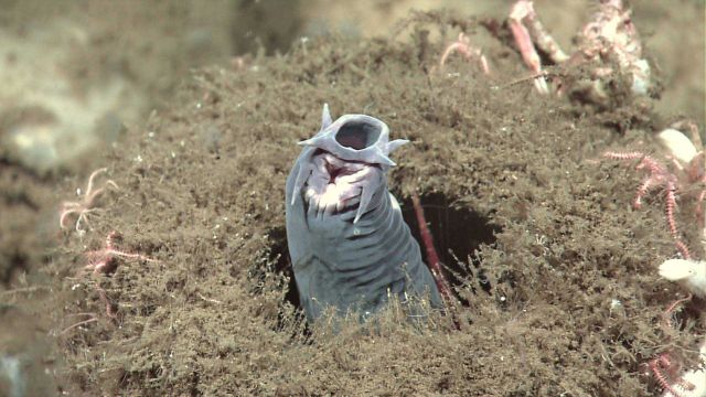 A hagfish protruding from a sponge Picture