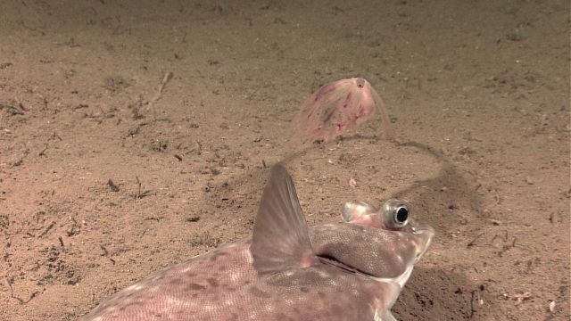 Looking over the head of a sole towards an alcyonacean coral Picture