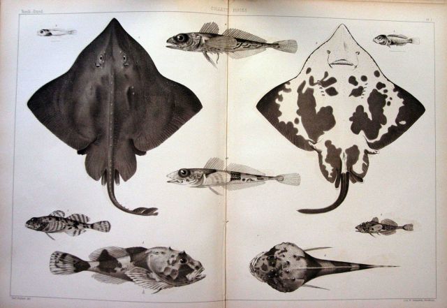 The Norwegian North-Atlantic Expedition 1876-1878 Picture