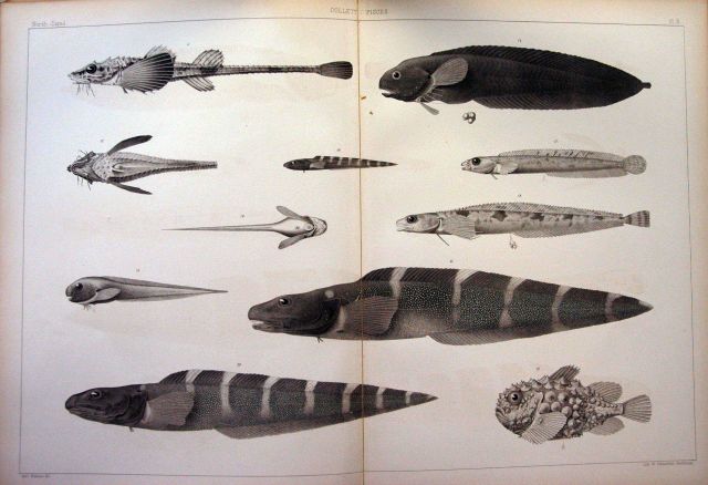 The Norwegian North-Atlantic Expedition 1876-1878 Picture