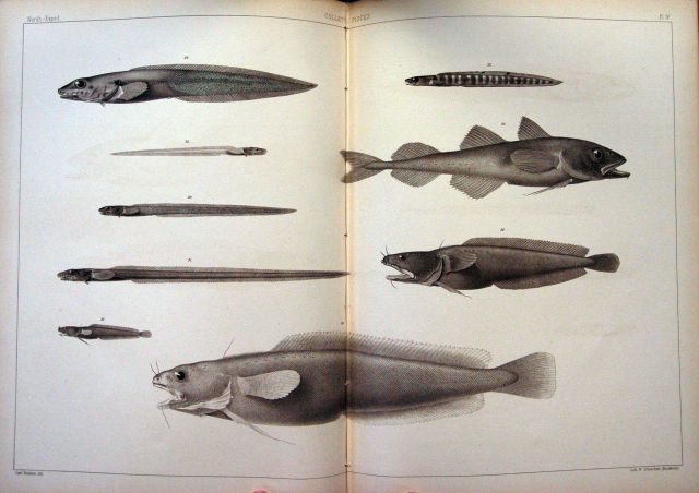 The Norwegian North-Atlantic Expedition 1876-1878 Picture