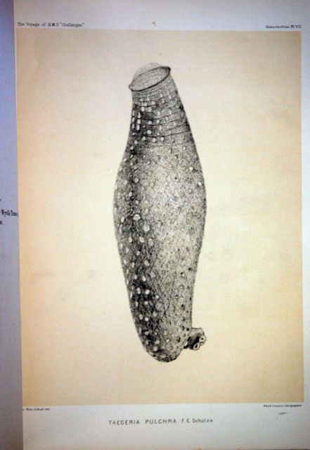 The Challenger Reports, Volume XXI, Plate VII Picture