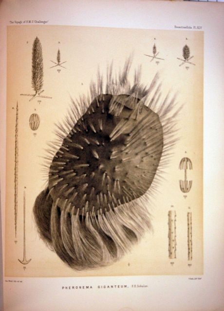 The Challenger Reports, Volume XXI, Plate XLIV Picture