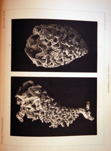 The Challenger Reports, Volume XXI, Plate XLIV Picture
