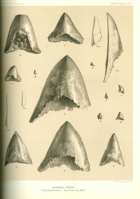 The Challenger Reports, Report on Deep Sea Deposits Picture