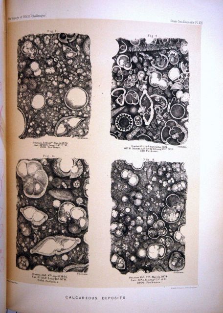 The Challenger Reports, Report on Deep Sea Deposits Picture