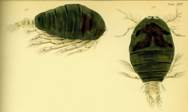 Drawing of zooplankton observed by Ellen Toynbee on board the British East Indiaman GLORIANA in the Indian Ocean in 1857 Picture