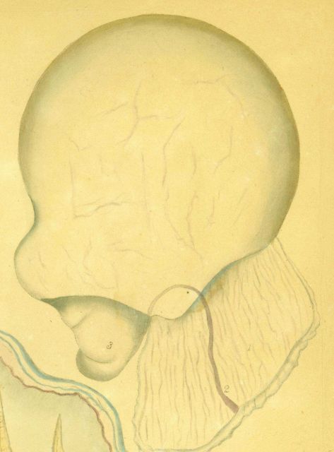 Drawing of zooplankton observed by Ellen Toynbee on board the British East Indiaman GLORIANA in the Indian Ocean in 1857 Picture