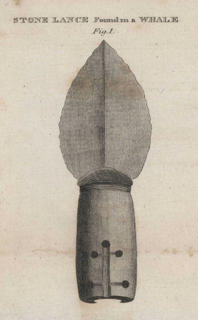 A stone lance probably used by Greenland Eskimos that was found embedded in a whale Picture