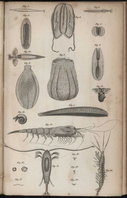 Various zooplankton depicted in William Scoresby's 