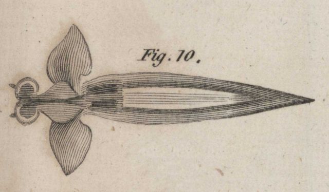 A clione, a shell-less gastropod, in William Scoresby's 