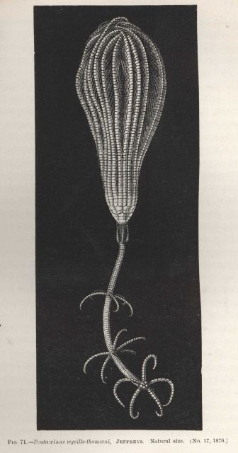 Figure 71 Picture