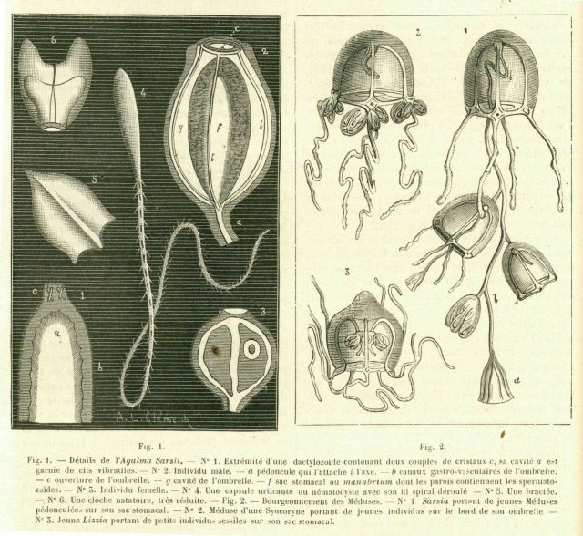 Elements of siphonophore physiology as seen in La Nature. Picture