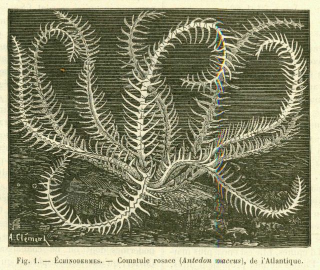 The crinoid Antedon rosaceus as illustrated in La Nature. Picture