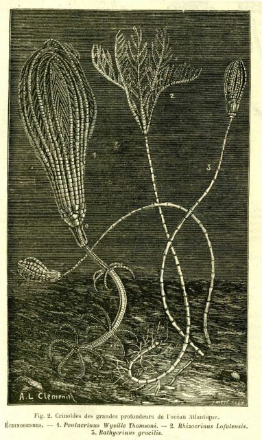 Crinoids as seen in La Nature. Picture
