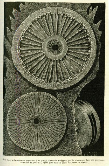 Wagon wheel diatom in La Nature 1880. Picture