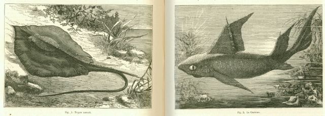 Two species of cartilagenous fish Picture